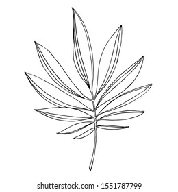 Vector Exotic tropical hawaiian summer. Palm beach tree leaves jungle botanical. Black and white engraved ink art. Isolated leaves illustration element.
