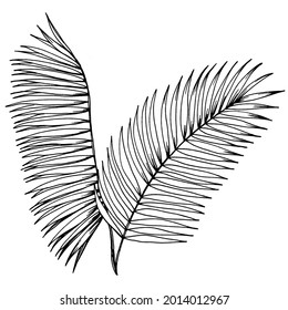 Vector Exotic tropical hawaiian summer. Palm beach tree jungle botanical leaves. Black and white engraved ink art. Leaf plant botanical garden floral foliage. Isolated leaf illustration element.