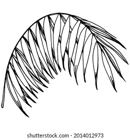 Vector Exotic tropical hawaiian summer. Palm beach tree jungle botanical leaves. Black and white engraved ink art. Leaf plant botanical garden floral foliage. Isolated leaf illustration element.