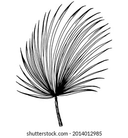 Vector Exotic tropical hawaiian summer. Palm beach tree jungle botanical leaves. Black and white engraved ink art. Leaf plant botanical garden floral foliage. Isolated leaf illustration element.