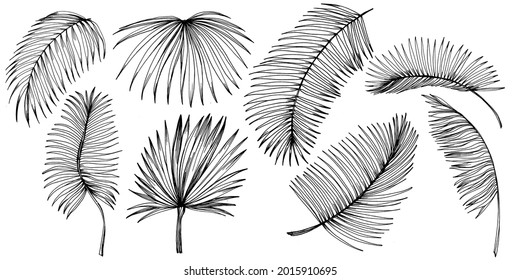 Vector Exotic tropical hawaiian summer. Palm beach tree jungle botanical leaves. Black and white engraved ink art. Leaf plant botanical garden floral foliage. Isolated leaf illustration element.