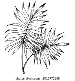 Vector Exotic tropical hawaiian summer. Palm beach tree jungle botanical leaves. Black and white engraved ink art. Leaf plant botanical garden floral foliage. Isolated leaf illustration element.