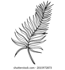 Vector Exotic tropical hawaiian summer. Palm beach tree jungle botanical leaves. Black and white engraved ink art. Leaf plant botanical garden floral foliage. Isolated leaf illustration element.