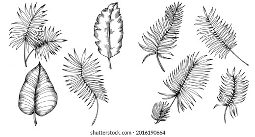 Vector Exótico verano hawaiano tropical. Hojas botánicas de la jungla de las palmeras. Arte de tinta con grabado en blanco y negro. Planta de hoja vegetal vegetal follaje floral. Elemento de ilustración de hoja aislada.