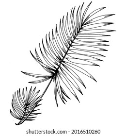 Vector Exotic tropical hawaiian summer. Palm beach tree jungle botanical leaves. Black and white engraved ink art. Leaf plant botanical garden floral foliage. Isolated leaf illustration element.