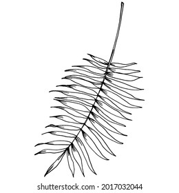 Vector Exotic tropical hawaiian summer. Palm beach tree jungle botanical leaves. Black and white engraved ink art. Leaf plant botanical garden floral foliage. Isolated leaf illustration element.