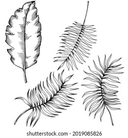 Vector Exotic tropical hawaiian summer. Palm beach tree jungle botanical leaves. Black and white engraved ink art. Leaf plant botanical garden floral foliage. Isolated leaf illustration element.