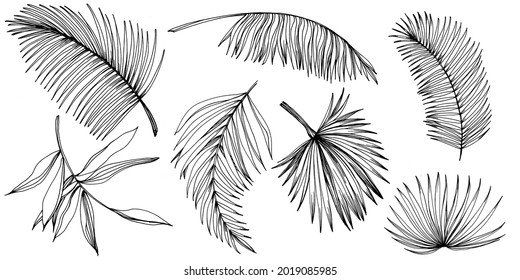 Vector Exotic tropical hawaiian summer. Palm beach tree jungle botanical leaves. Black and white engraved ink art. Leaf plant botanical garden floral foliage. Isolated leaf illustration element.