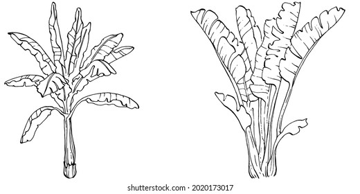 Vector Exotic tropical hawaiian summer. Palm beach tree jungle botanical leaves. Black and white banana leaves engraved ink art. Leaf plant botanical garden floral foliage. Isolated leaf illustration.