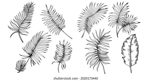Vector Exotic tropical hawaiian summer. Palm beach tree jungle botanical leaves. Black and white engraved ink art. Leaf plant botanical garden floral foliage. Isolated leaf illustration element.