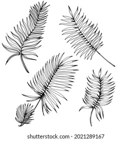 Vector Exotic tropical hawaiian summer. Palm beach tree jungle botanical leaves. Black and white engraved ink art. Leaf plant botanical garden floral foliage. Isolated leaf illustration element.