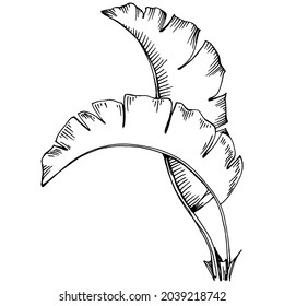 Vector Exotic tropical hawaiian summer. Palm beach tree jungle botanical leaves. Black and white engraved ink art. Leaf plant botanical garden floral foliage. Isolated leaf illustration element.