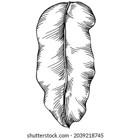 Vector Exotic tropical hawaiian summer. Palm beach tree jungle botanical leaves. Black and white engraved ink art. Leaf plant botanical garden floral foliage. Isolated leaf illustration element.