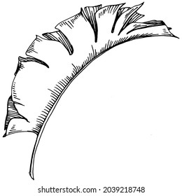 Vector Exotic tropical hawaiian summer. Palm beach tree jungle botanical leaves. Black and white engraved ink art. Leaf plant botanical garden floral foliage. Isolated leaf illustration element.
