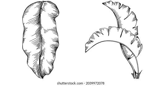 Vector Exótico verano hawaiano tropical. Hojas botánicas de la jungla de las palmeras. Arte de tinta con grabado en blanco y negro. Planta de hoja vegetal vegetal follaje floral. Elemento de ilustración de hoja aislada.