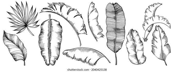 Vector Exotic tropical hawaiian summer. Palm beach tree jungle botanical leaves. Black and white engraved ink art. Leaf plant botanical garden floral foliage. Isolated leaf illustration element.