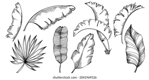 Vector Exotic tropical hawaiian summer. Palm beach tree jungle botanical leaves. Black and white engraved ink art. Leaf plant botanical garden floral foliage. Isolated leaf illustration element.