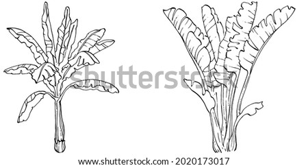 Vector Exotic tropical hawaiian summer. Palm beach tree jungle botanical leaves. Black and white banana leaves engraved ink art. Leaf plant botanical garden floral foliage. Isolated leaf illustration.