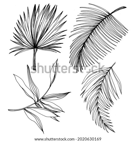 Vector Exotic tropical hawaiian summer. Palm beach tree jungle botanical leaves. Black and white engraved ink art. Leaf plant botanical garden floral foliage. Isolated leaf illustration element.