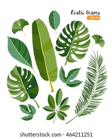 Vector exotic tropical leaves, jungle foliage set isolated on white background. Flat colorful style.