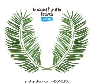 Vector exotic tropical palm leaves, jungle foliage set isolated on white background. Flat colorful style. 