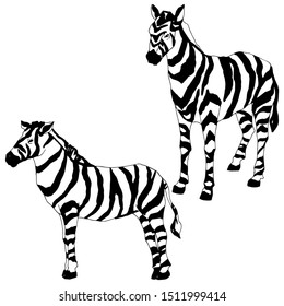 Vector Exotic zebra wild animal isolated. Black and white engraved ink art. Isolated animal illustration element on white background.