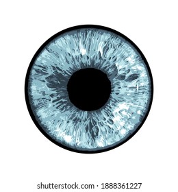 Vector Eye - Close-up of Human Eye on white Background