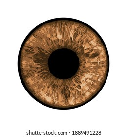 Vector Eye - Close-up of Human Eye on white Background