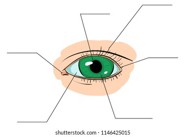 Vector eye  illustration callouts for inscriptions