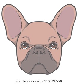 Vector face illustration of a fawn French Bulldog dog