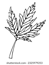 Vector  fall leaf. Forest design elements. Hello Autumn illustrations. Perfect for seasonal advertisement, invitations, cards, banner, poster. Ink pen, white background.