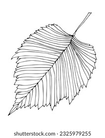 Vector  fall leaf. Forest design elements. Hello Autumn illustrations. Perfect for seasonal advertisement, invitations, cards, banner, poster. Ink pen, white background.