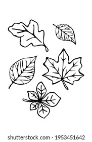 Vector Fall Leaves of autumn trees Silhouette Outline Black Line Art Drawing Illustration.Chestnut,oak,maple,birch icon.Vinyl wall sticker decal.Laser cutting.Coloring pages for kids.Plotter cut.