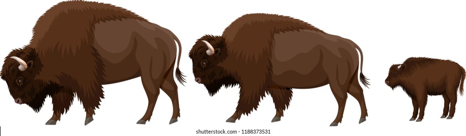 vector family of brown zubr buffalo bisons with kid