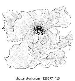 Vector. Fantasy flowers - decorative composition. Flowers with long petals. Wallpaper. Use printed materials, signs, posters, postcards, packaging, print.