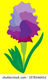 Vector of Faqqua Iris with yellow color in background.