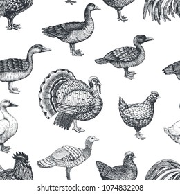 Vector farm animals background. Vintage illustration. Hand drawn farm birds. Poultry seamless pattern.