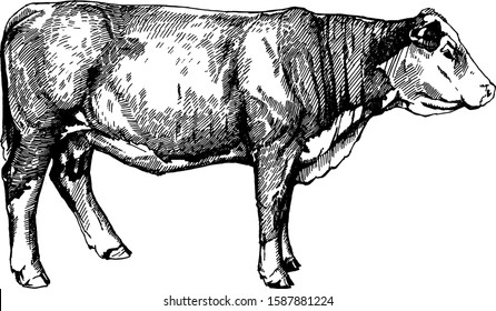 vector farm animals Hereford calf graphics illustration