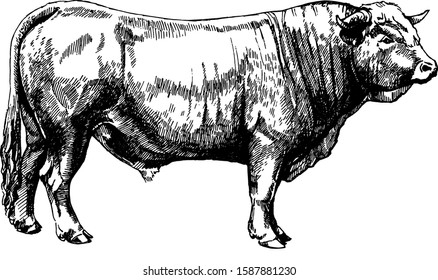 vector farm animals Obrak bull maker graphics illustration