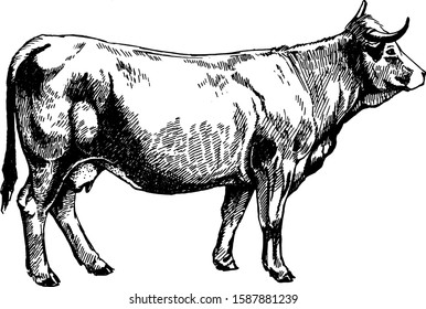 vector farm animals Obrak cow graphics illustration