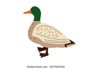 Vector farm animals, rustic domestic
duck  .Agricultural animals in flat style isolated on white background. Childrens illustration