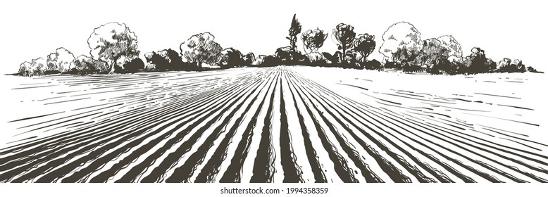 Vector Farm Field Landscape. Pattern Of Plowed Furrows In Preparation For Crops Planting. Rows Of Soil, Rural Countryside Perspective Horizon View. Vintage Realistic Engraving Sketch Illustration.