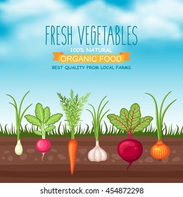 Vector farm harvest illustration with organic vegetable garden on blue sky background