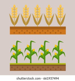 Vector farm harvesting field agriculture horticulture healthy natural land vegetarian vegetable illustration.