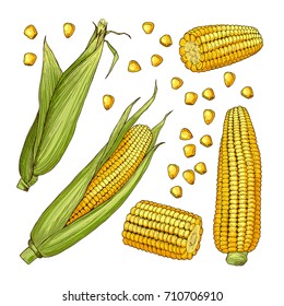 Vector farm illustrations. Different sides of corn cob and organic vegetable, farm natural ripe corn