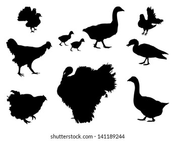 Vector farm isolated birds