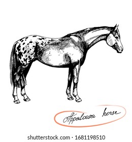 vector farm riding and trotting appaloosa horse