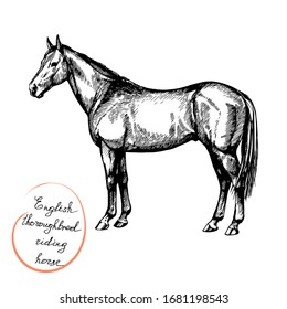 vector farm riding and trotting thoroughbred riding horse, english racehorse