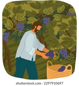 Granjero vectorial cortando racimo de uva en viñedos