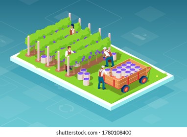 Vector of farmers collecting grapes into boxes loaded on farming tractor trailer for wine production. 